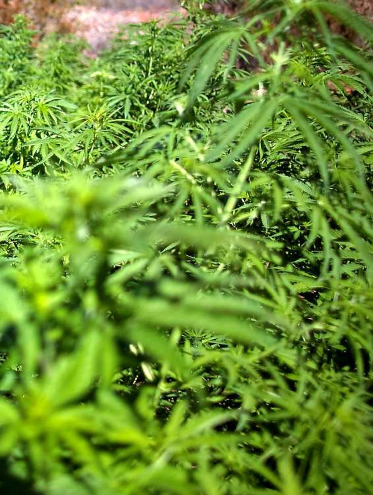 La planta tiene propiedades terapéuticas y medicinales AP