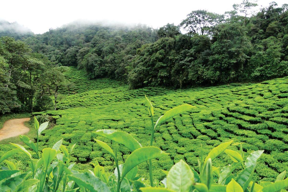 Crece la relación comercial entre Colombia y Chile