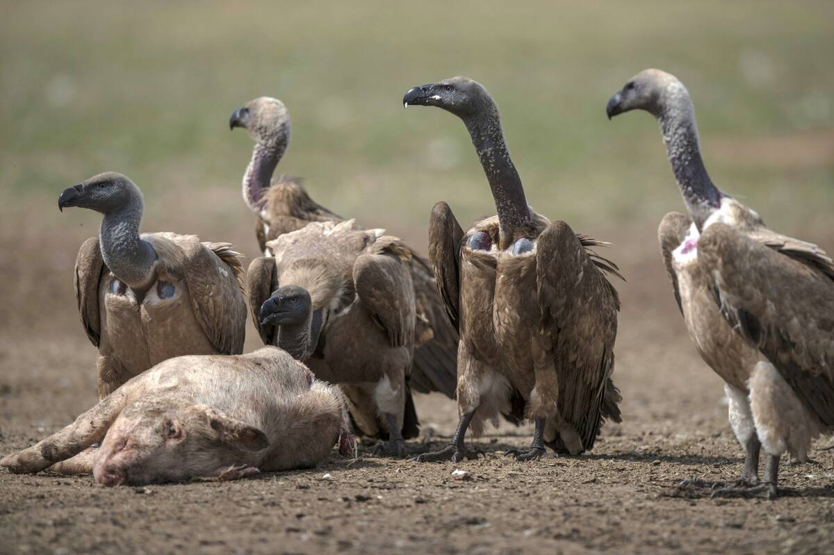 El estatus de otras dos especies, el buitre de El Cabo y el buitre orejudo, también pasó de vulnerable a en peligro de extinción, informó el organismo. AFP