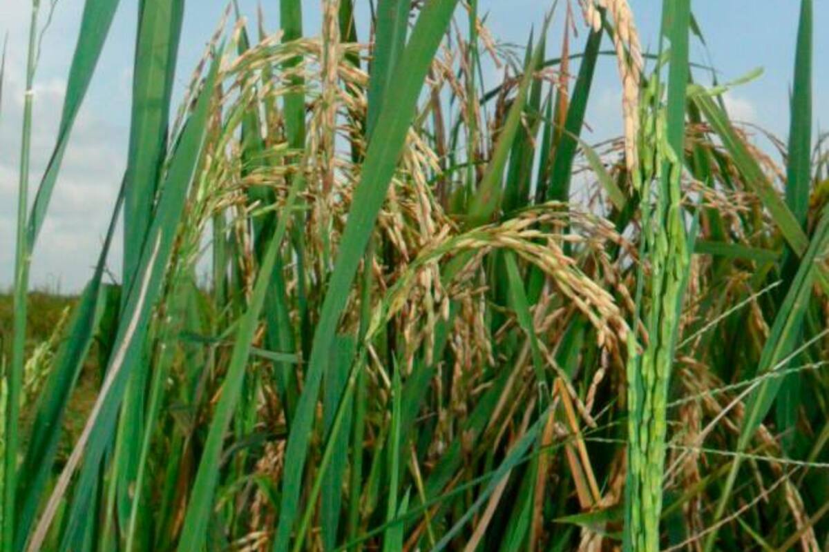 ¡Cuidado con la sobreoferta!: “Siembra de arroz debe ser planificada”