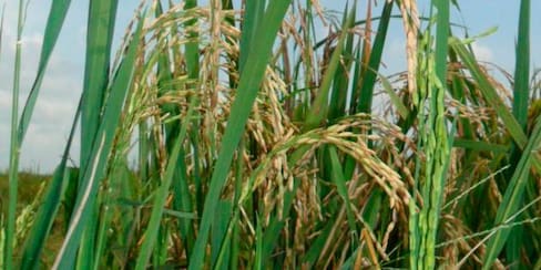 ¡Cuidado con la sobreoferta!: “Siembra de arroz debe ser planificada”