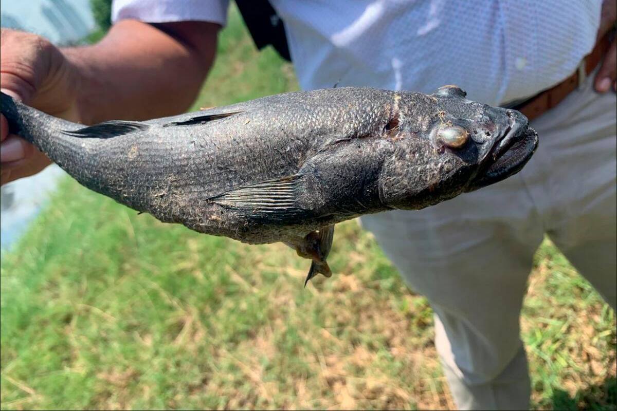 Prohíben consumo y comercialización de peces sacados de El Laguito
