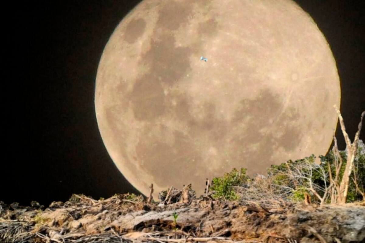 Un movimiento de la Luna mata a los manglares. Sí, así como lo lee