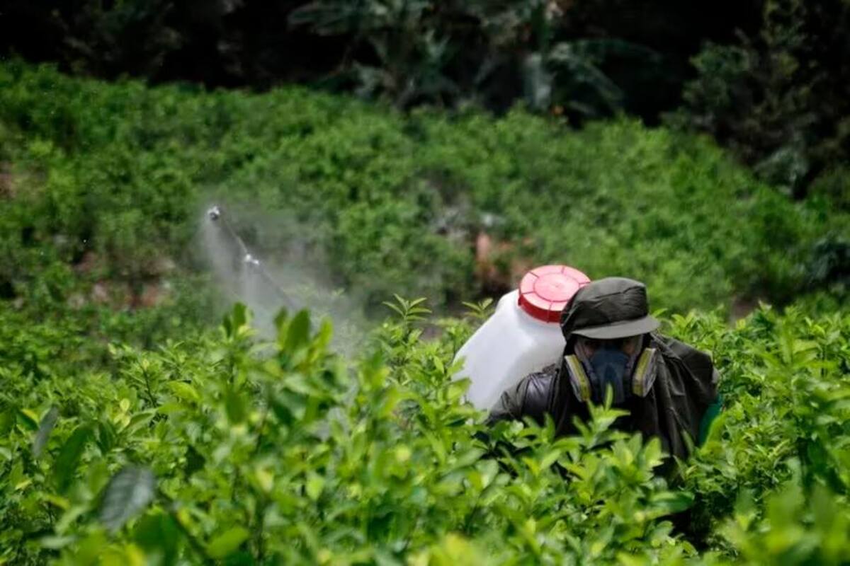 EE. UU. suspende monitoreo a cultivos de coca en Colombia