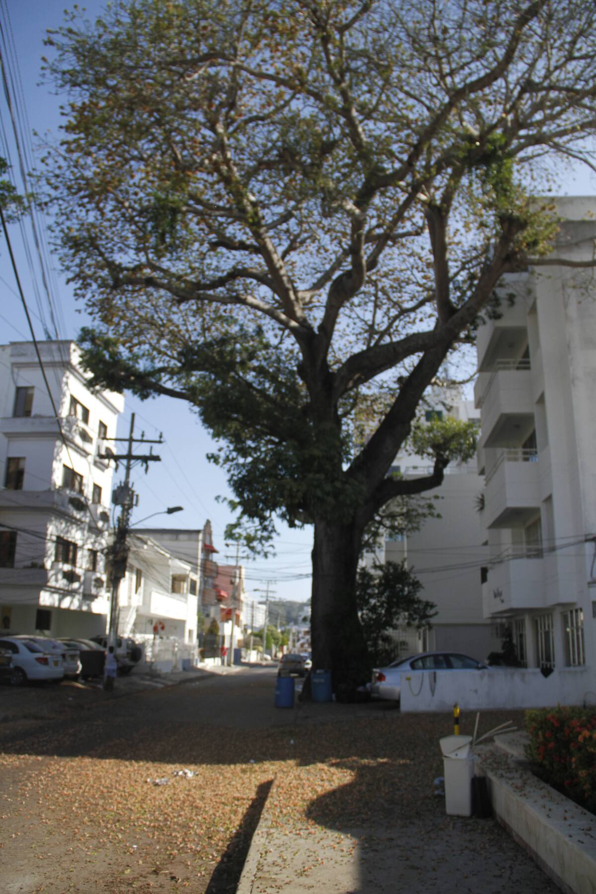 Las flores del árbol de Ceiba o Bonga se han convertido en un peligro para los transeúntes, habitantes y personas que trabajan en este sector. Las principales afectadas son las empleadas domésticas que han sufrido caídas mientras barren. Óscar Díaz - El Universal