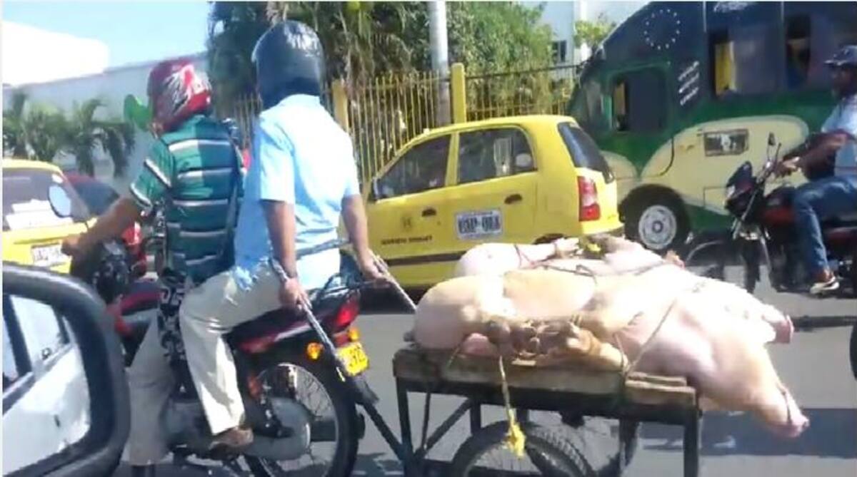 El video en cuestión se encuentra publicado en nuestra página web, con el nombre "Denuncian transporte inadecuado de cerdos en Cartagena". Captura de pantalla
