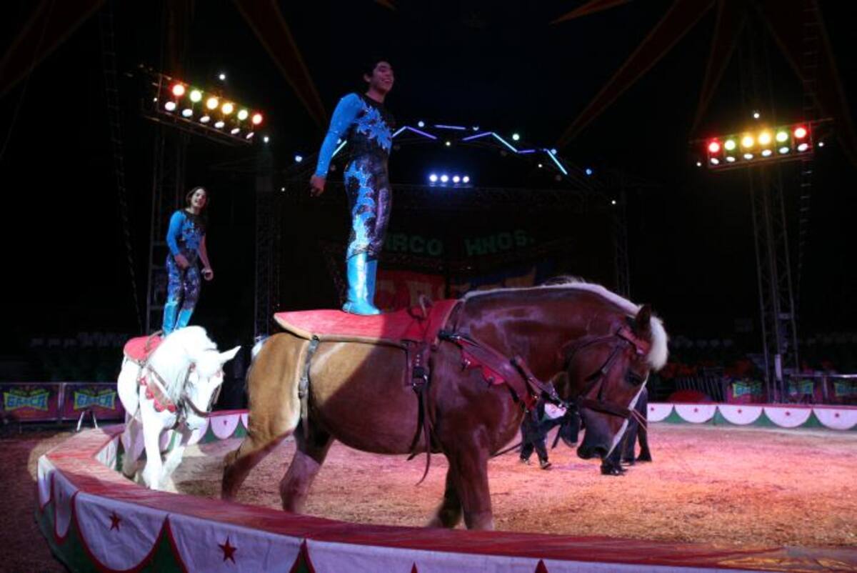 Más de 25 equinos, cuatro tigres y dos elefantes estarán en el show CLAUDIA FORTICH