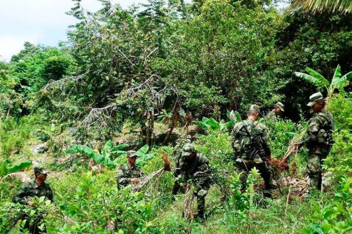 Atención: Suspenden la erradicación forzada de coca en Colombia