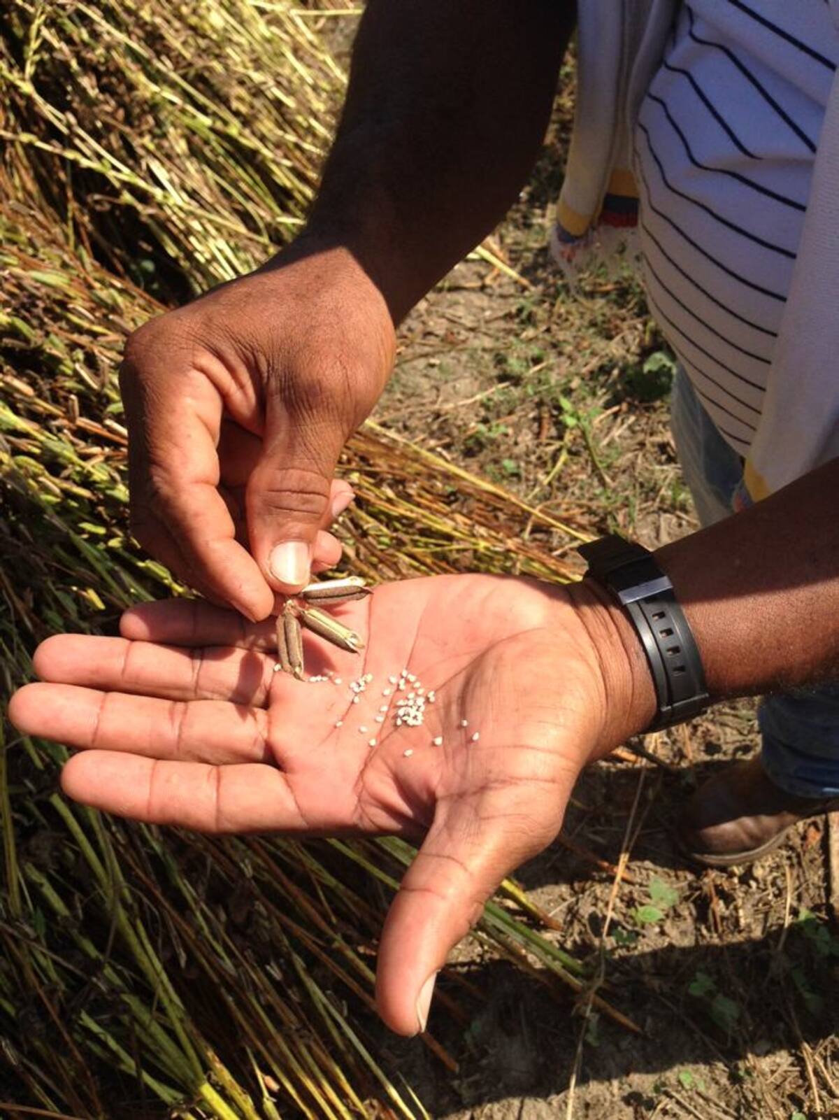 Se establecerán 50 hectáreas de cultivo de Ajonjolí, una hectárea para cada hogar y para su buen desarrollo, se entregarán insumos Cortesía