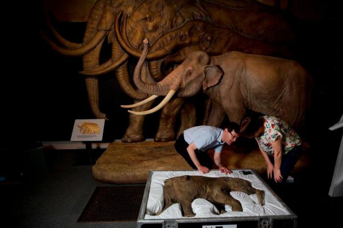 Empresa de genética busca resucitar a lo mamuts para “sanar” la Tierra