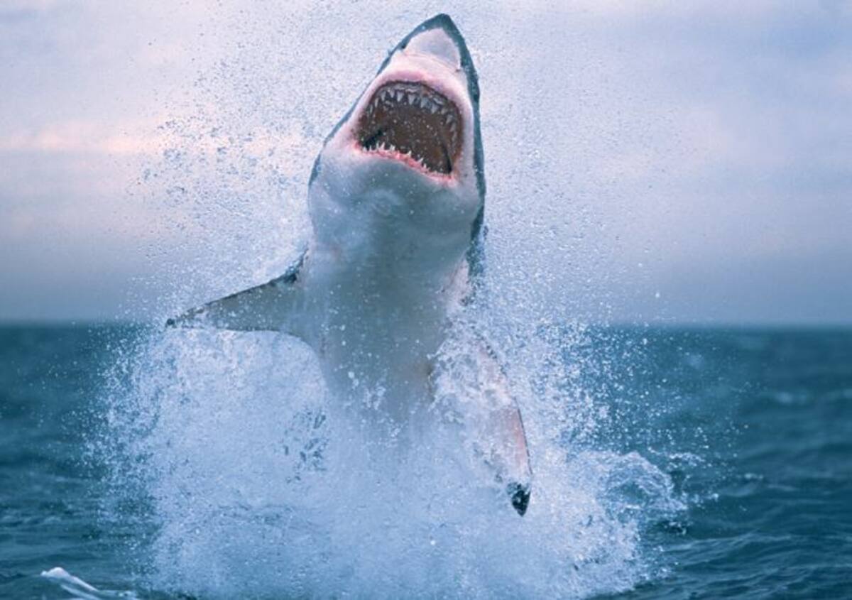 Los tiburones cabeza de pala no solo se alimentan de algas mientras comen peces y camarones, sino que también las digieren y obtienen nutrientes de ellas. ARCHIVO.