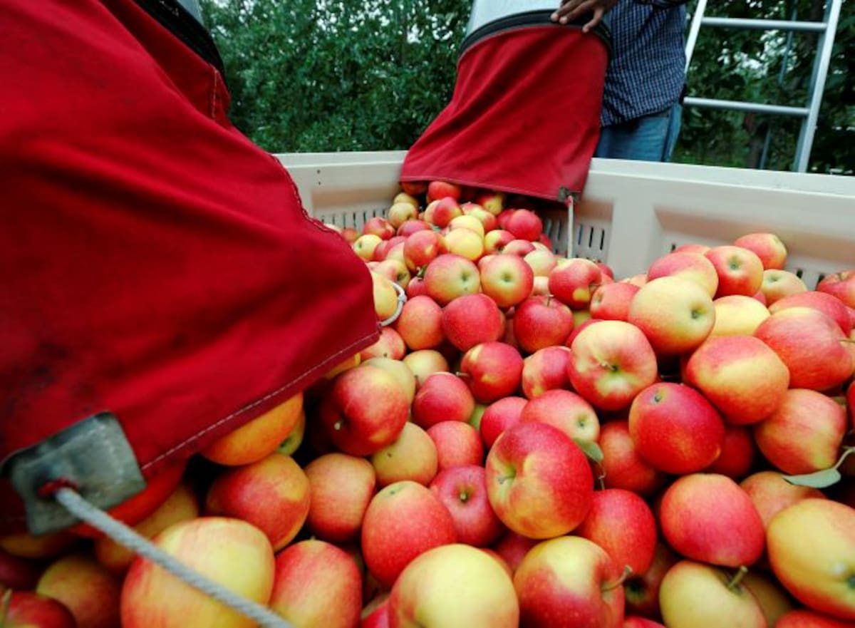 La fibra contenida en la manzana ayuda a reducir los niveles de colesterol malo. AP Mike Groll