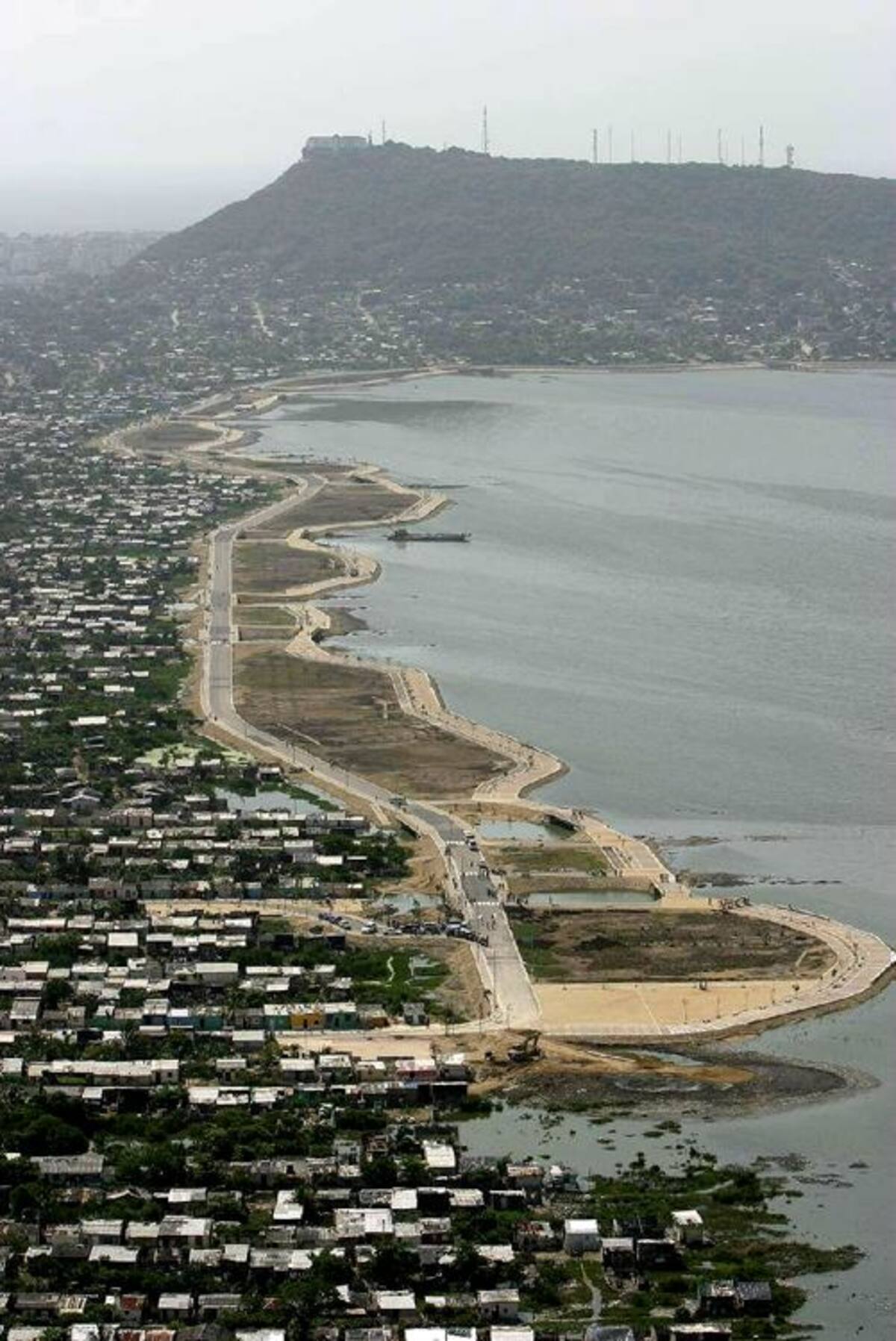 Las comunidades locales de Cartagena viven de lo que produce los manglares, porque de ellos derivan alimento para las comunidades naturales, como las ostras, los crustáceos, los moluscos, lo que produce una economía y un bienestar local. Julio Castaño.