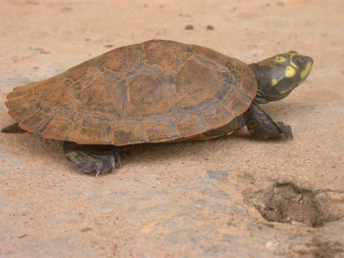 Tortuga Terecay Cortesía proyecto ATSAPANI