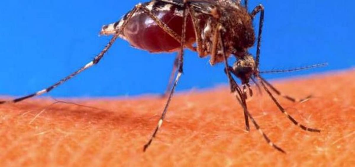 La malaria es una enfermedad parasitaria que involucra fiebres altas, escalofríos, síntomas seudogripales y anemia. Colprensa.