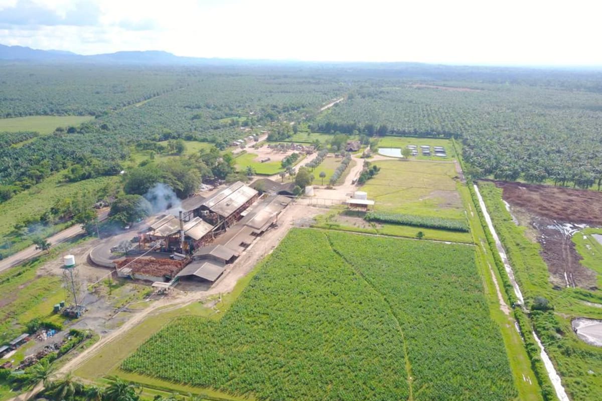 La palma de aceite acelera la economía de Marialabaja