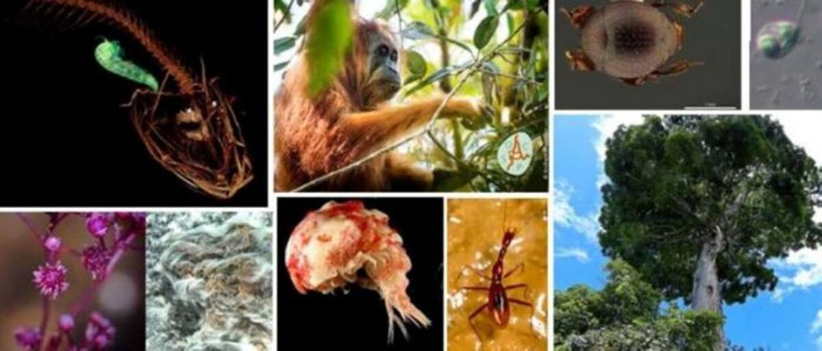 Entre las especies descubiertas destacan está un león marsupial, un raro tipo de simio, una bacteria que parece un cabello y una célula protista de la que se desconoce su origen en la naturaleza. Twitter / @MNCNcomunica