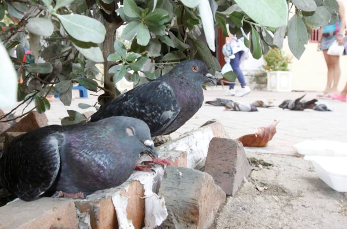 Algunas palomas se resguardaron en sitios, al parecer, a morir. Esta también fueron recogidas por la Umata. JOSÉ RAFAEL MEJÍA - Q'HUBO CARTAGENA