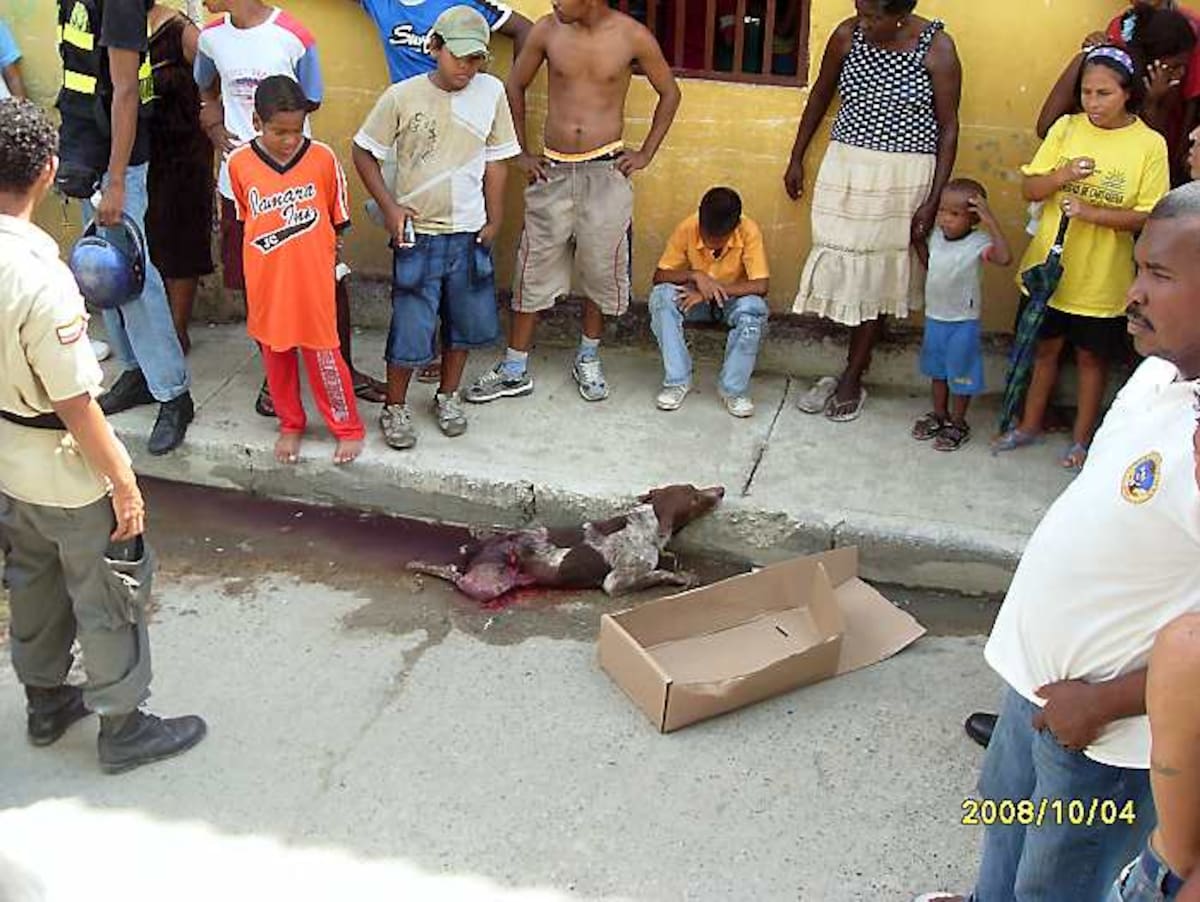 Perro que fue brutalmente herido de un machetazo en el lomo en el barrio Getsemaní. ARCHIVO