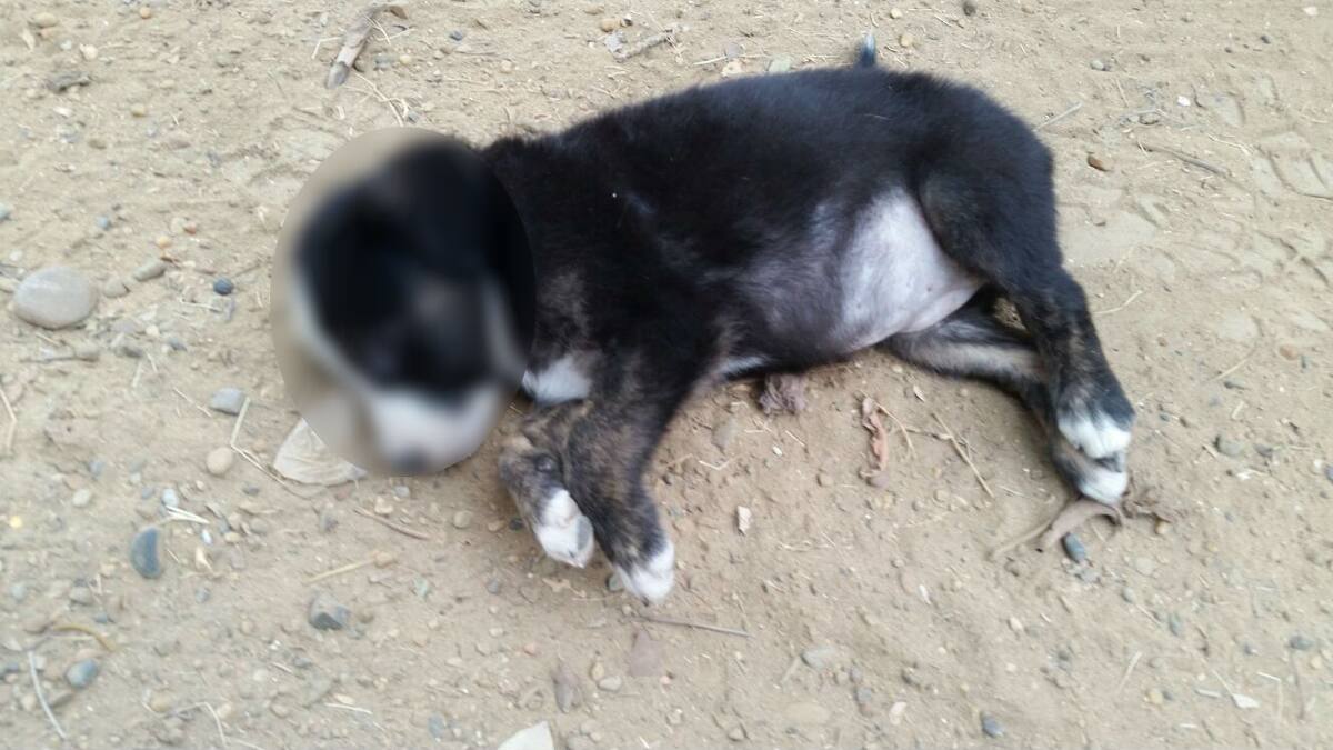 El cachorro tenía 45 días de nacido. Cortesía