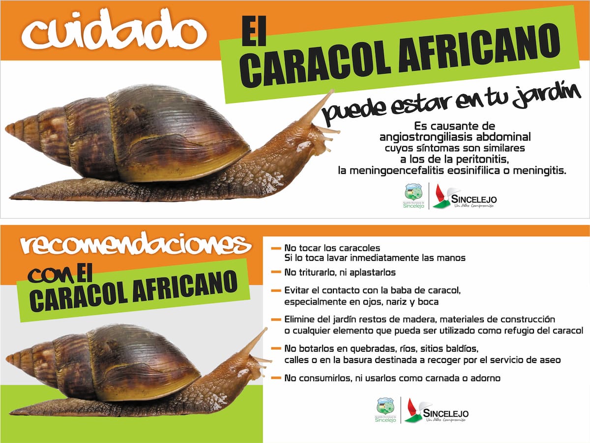 En Sincelejo inician campaña para prevenir caracol gigante africano. ARCHIVO
