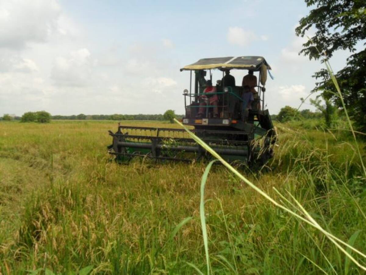 La recoleccción del arroz está prevista para dentro de diez días en La Mojana, donde los arroceros han esperado que definan la situación de riesgo para programar la próxima siembra. Archivo