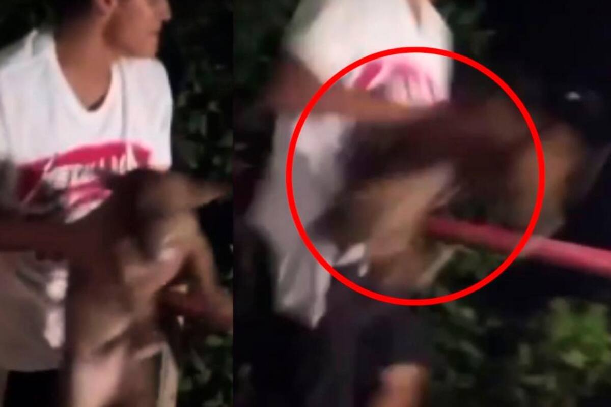 Esta sería la multa que recibiría joven en Cartagena por maltrato animal