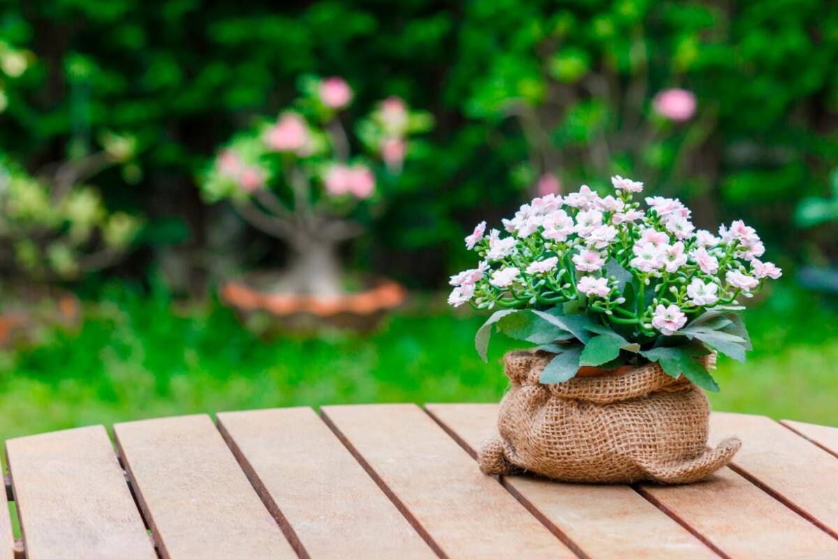 Flores y plantas reducen contaminación en hogares y escuelas, dice estudio