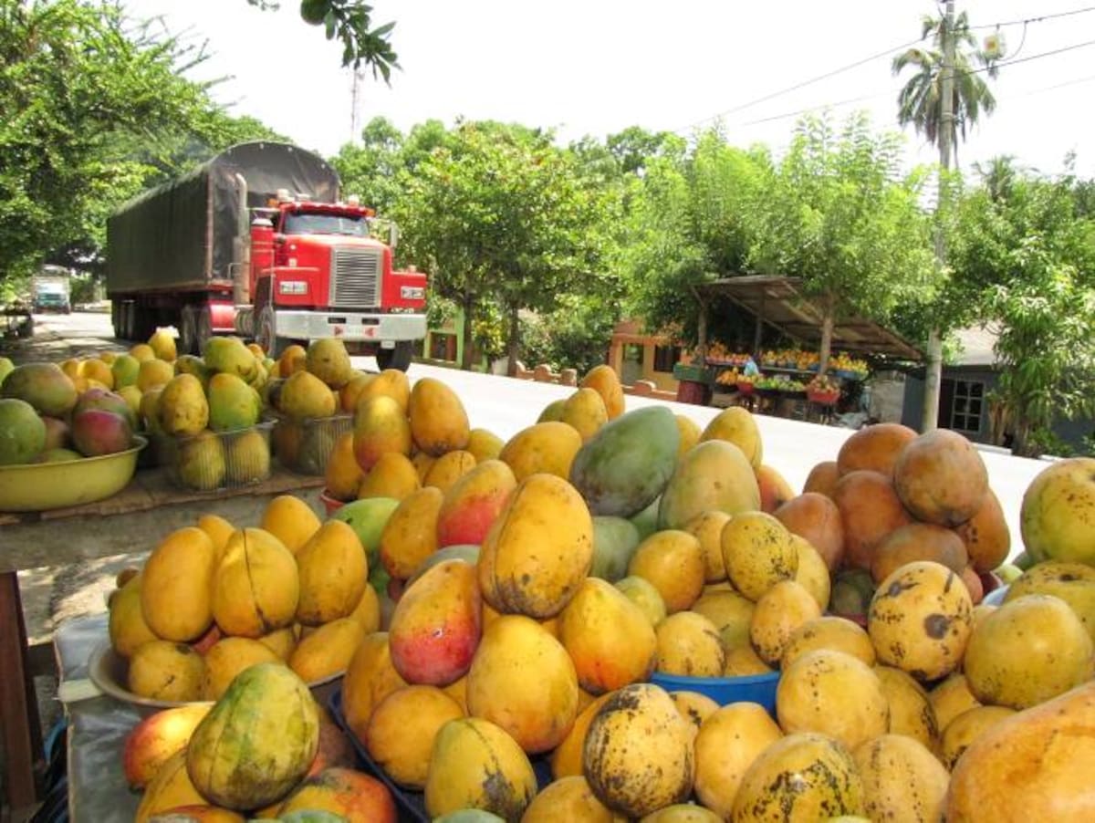 En la Troncal de Occidente se improvisan ventas de mangos para fácil alcance de los viajeros. JULIO CASTAÑO - EL UNIVERSAL