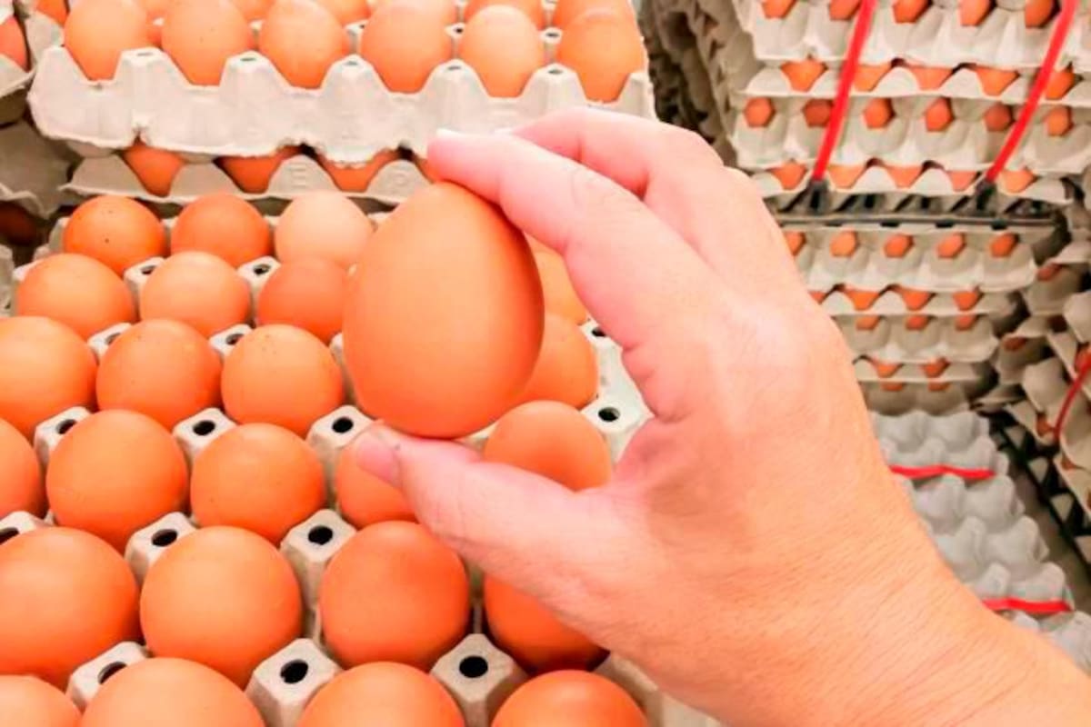 Huevo: el producto más adquirido por hogares colombianos ¿cuánto es su consumo?