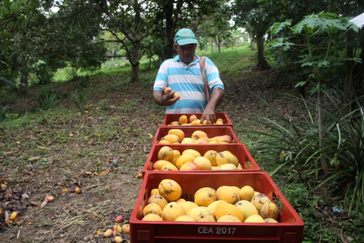 Los líderes campesino, como Oswaldo Ramírez Jiménez, de la Anuc Santa Catalina, claman por mejores redes de comercialización para sus productos agrícolas. HERMES FIGUEROA A. - EL UNIVERSAL
