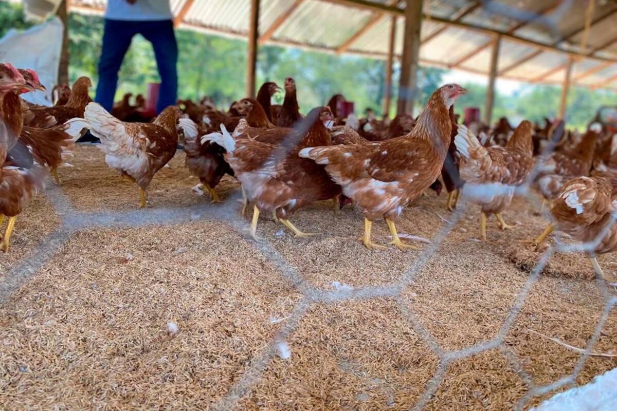 Firmantes de paz recibieron emprendimiento con 500 gallinas ponedoras