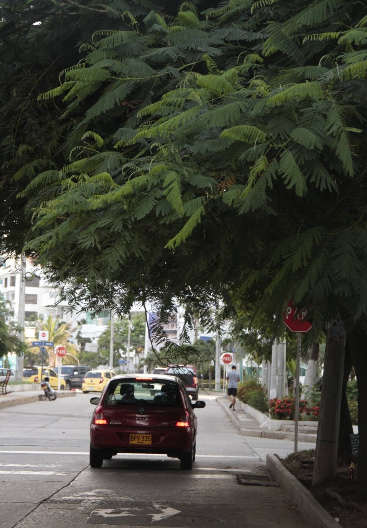 Unas ramas de un árbol en esa esquina obstaculizan la visión del conductor. Zenia Valdelamar-El Universal