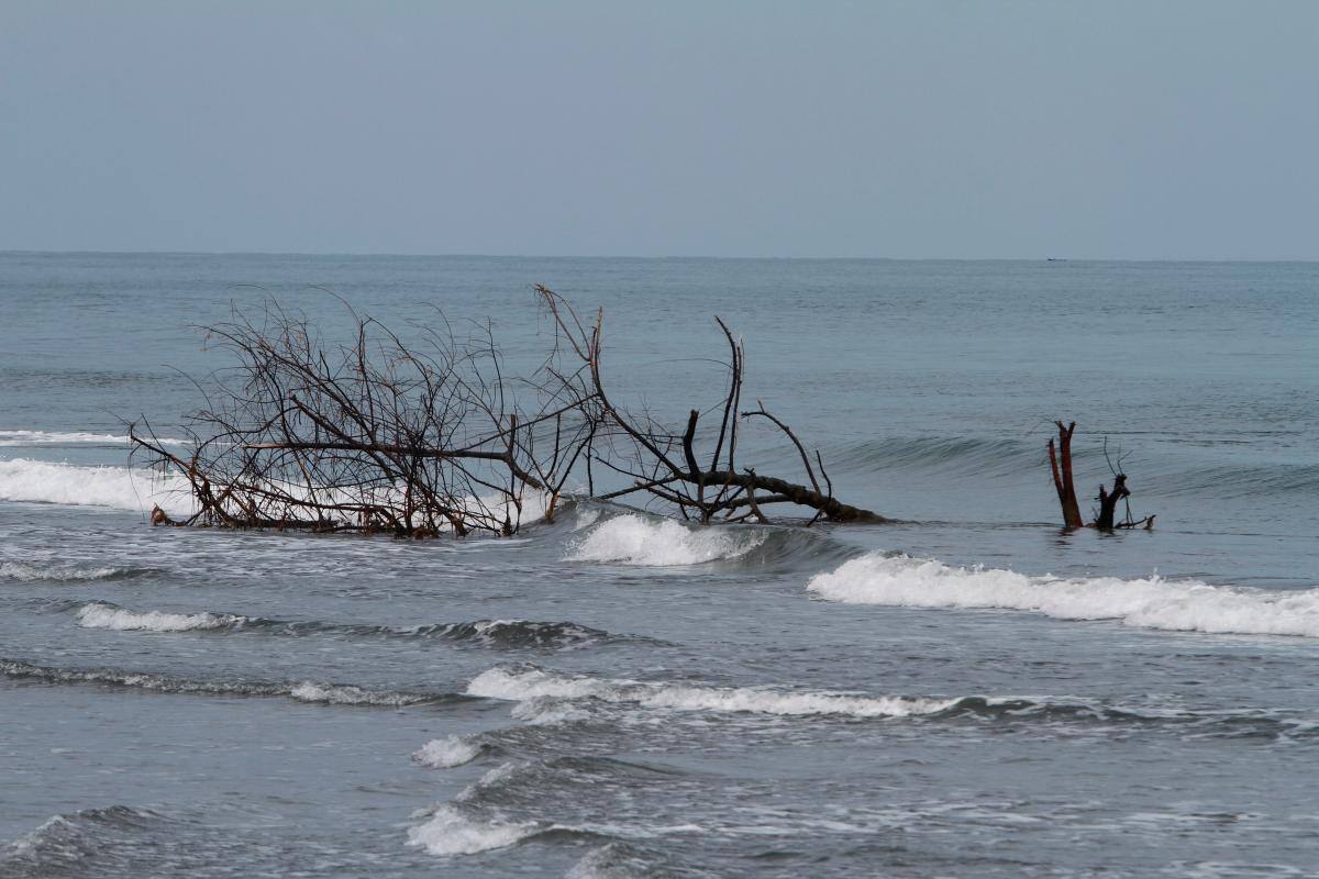 ¿Lo retiraron? Esto pasó con el árbol incrustado en playa de Marbella