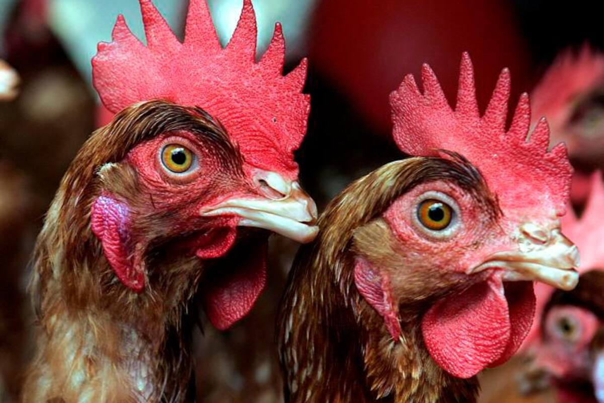 Mueren unas 400.000 gallinas en tres días por la ola de calor en Uruguay