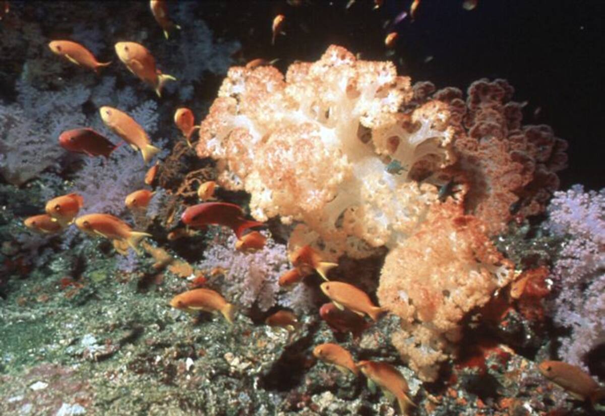 Los arrecifes de corales son formaciones de organismos marinos invertebrados, organizados en colonias, cuyo tamaño en algunos casos pueden verse desde el espacio.