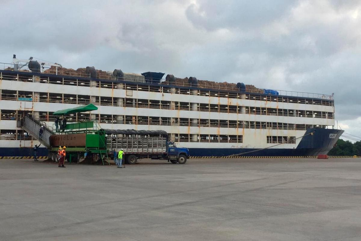 Egipto, el mayor receptor de ganado en pie colombiano