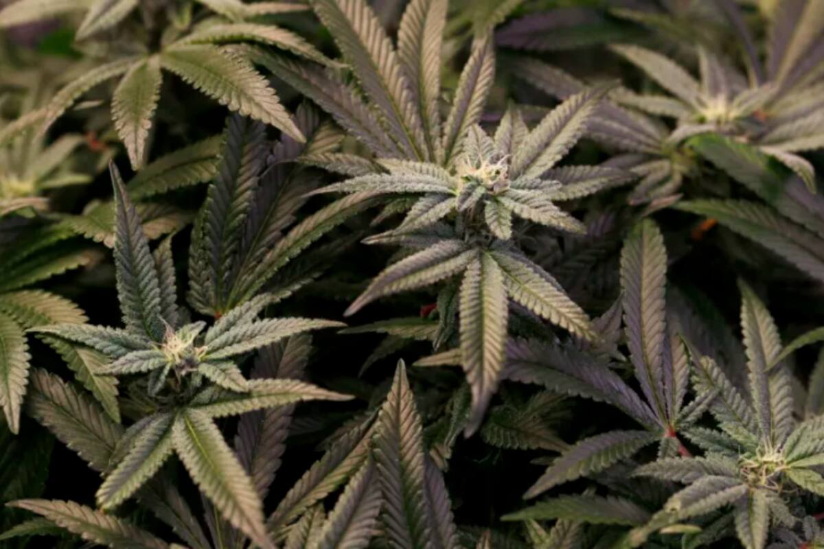 España podrá dispensar cannabis medicinal antes de fin de año