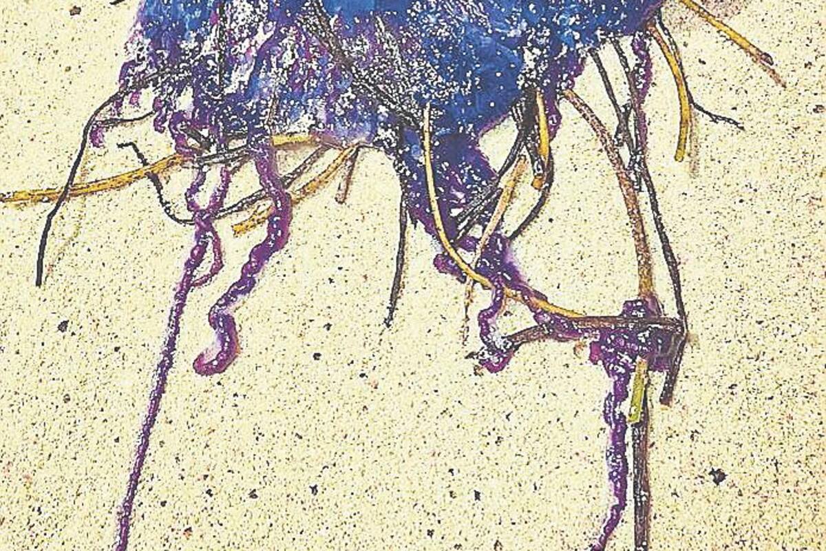 Fragata portuguesa, un visitante que puede llegar con el viento