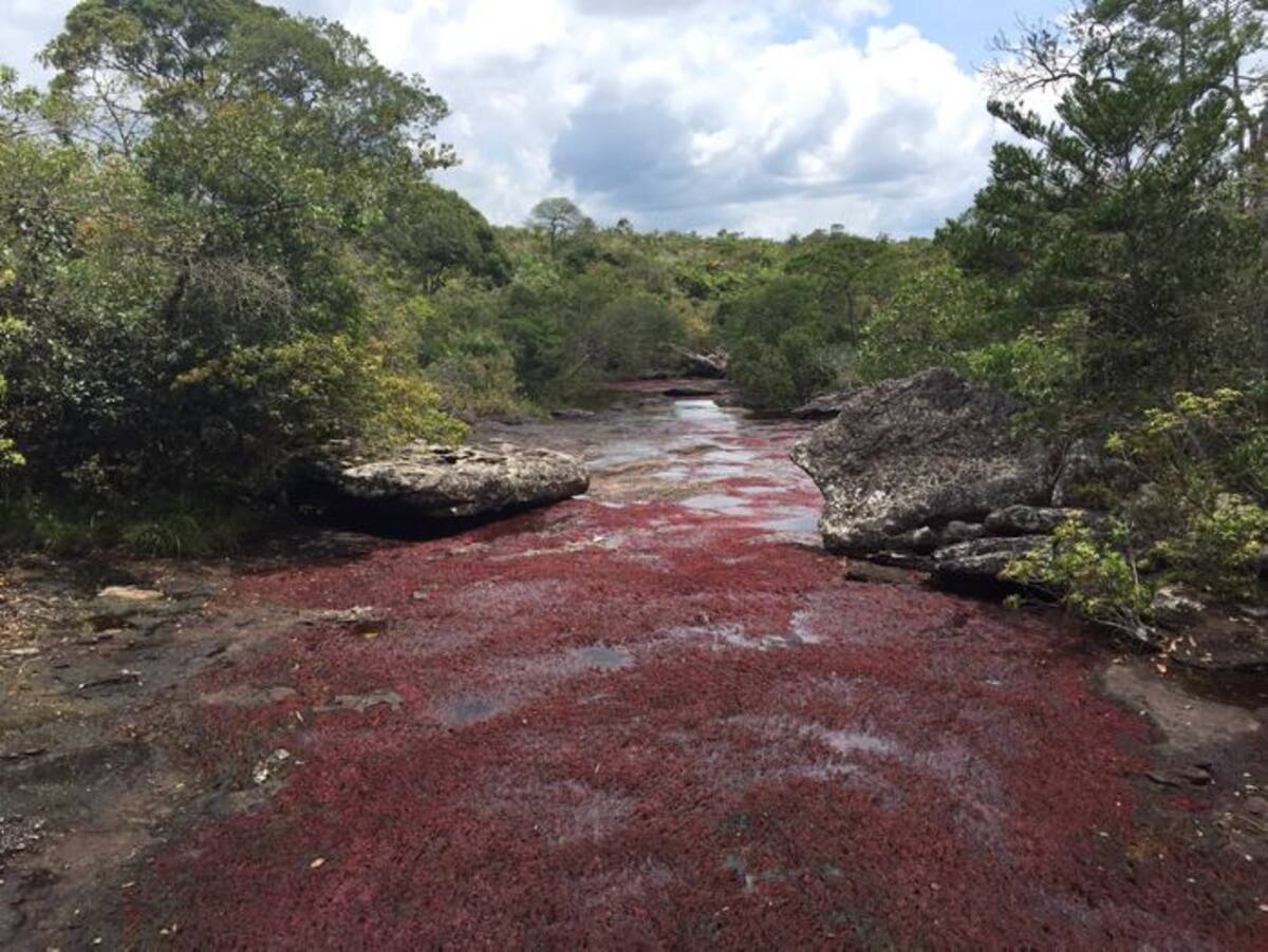 Caño Cristales afectado por la sequía. COLPRENSA