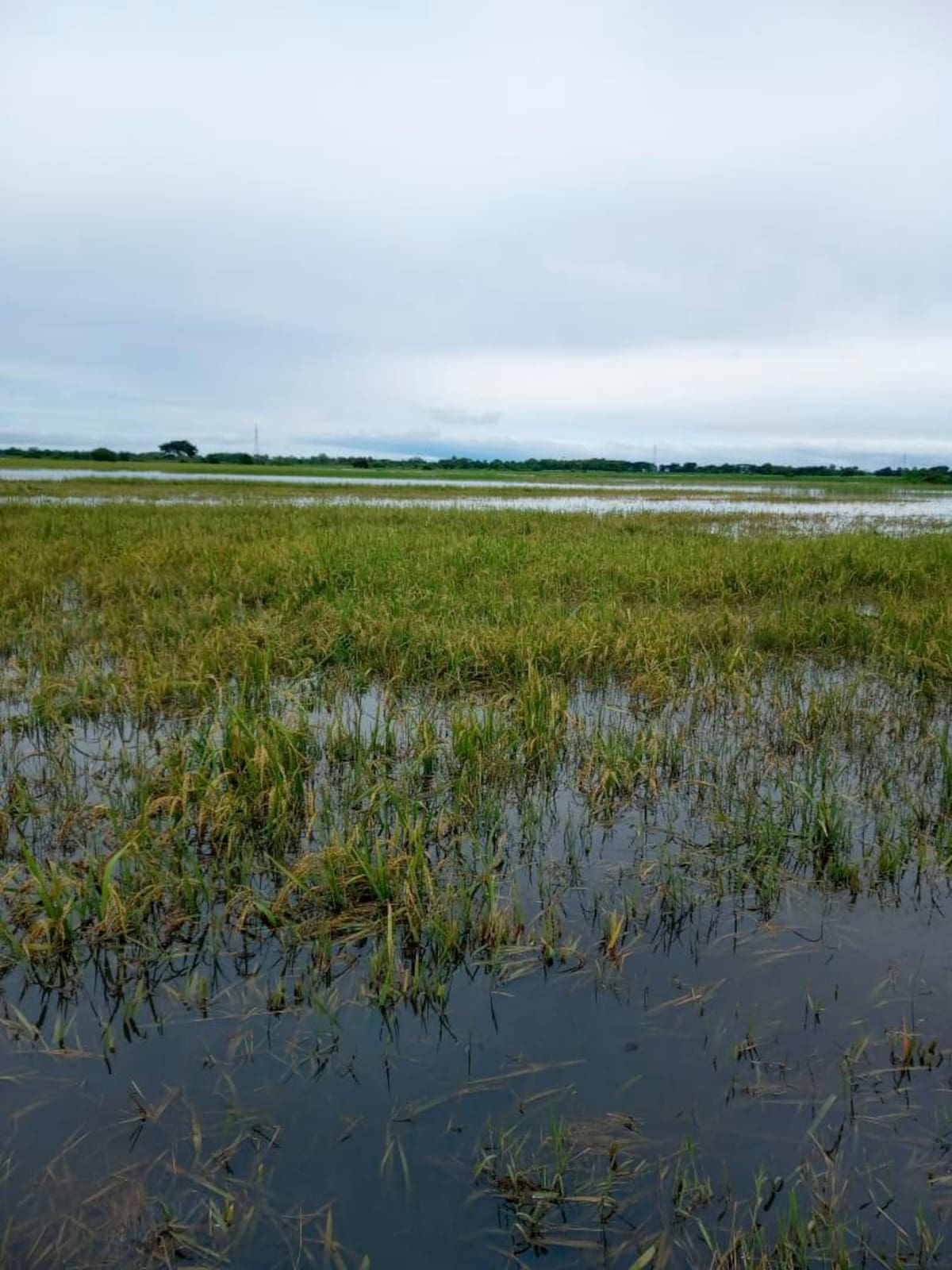 Inundados quedaron muchos cultivos de arroz en La Mojana sucreña.// CORTESÍA ARROCEROS