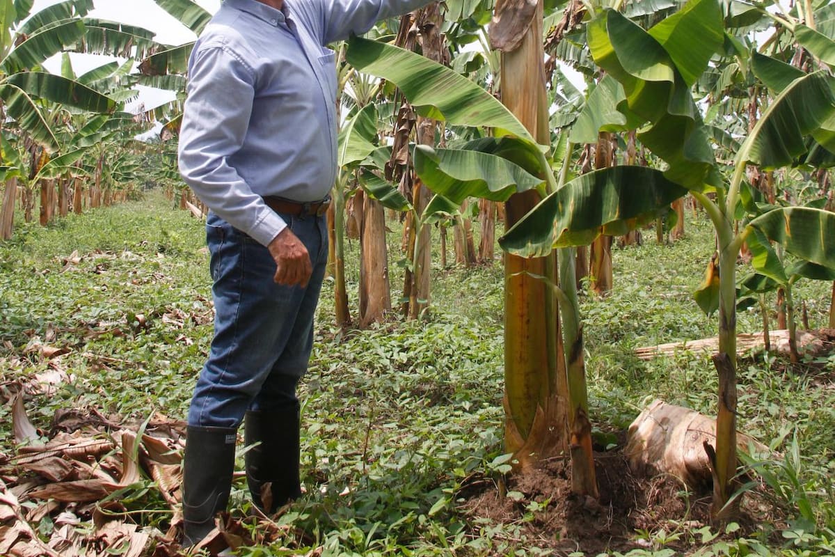 Video: ¿Por qué los precios del plátano revientan la canasta familiar?