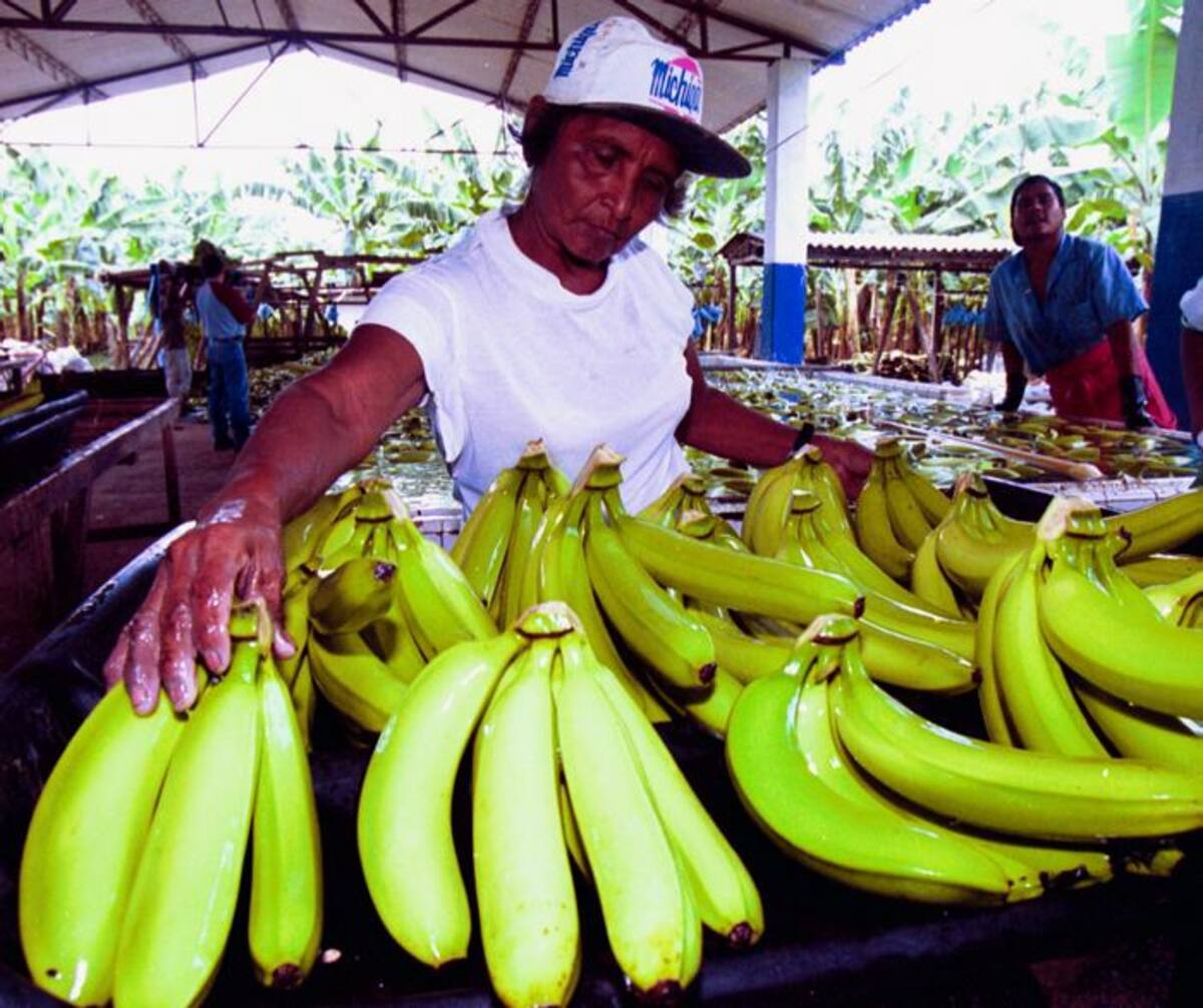 Los trabajadores bananeros piden incremento salarial y en los fondos de educación y vivienda. COLPRENSA