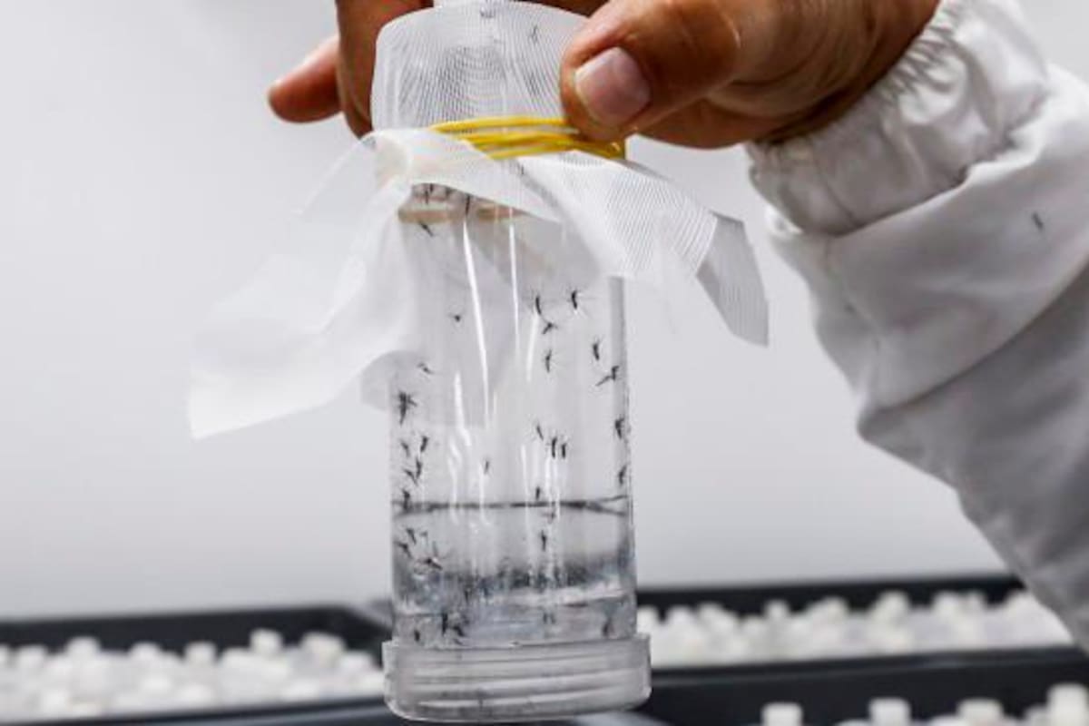 Esta es la única fábrica de buenos mosquitos en Colombia