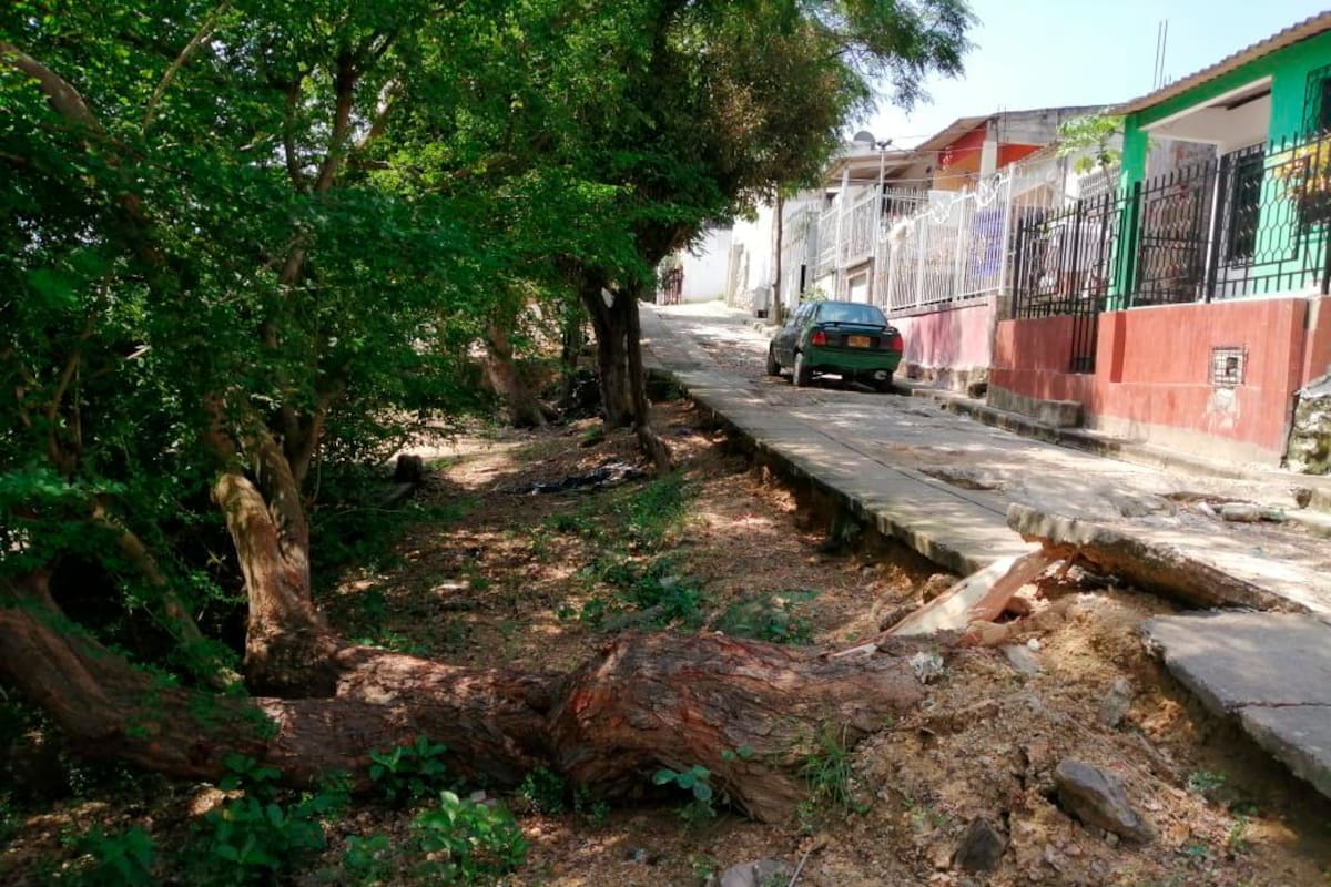 En la Loma del Marión lluvia provoca caída de árbol frondoso