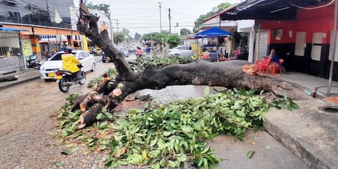 Árbol caído impide movilidad en Zaragocilla: Bomberos se pronuncian