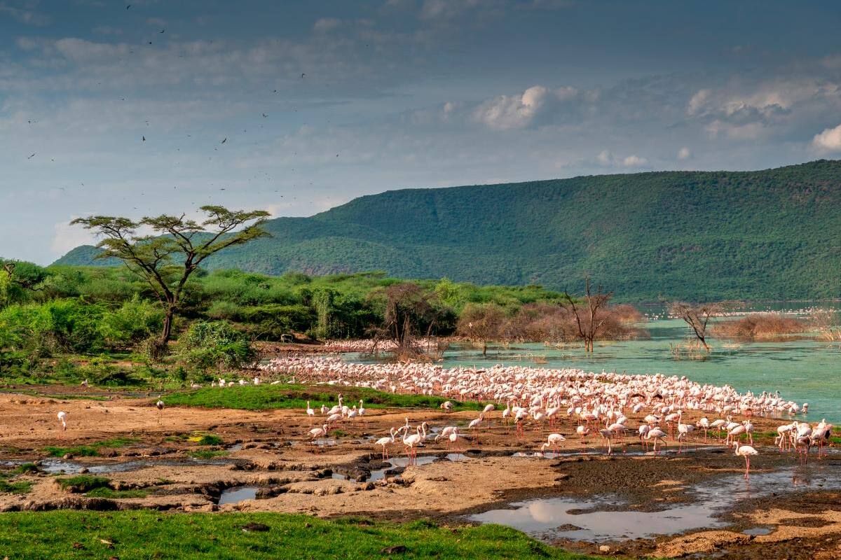 Cambio climático en Kenia: El lago crece, trae cocodrilos y desgracias