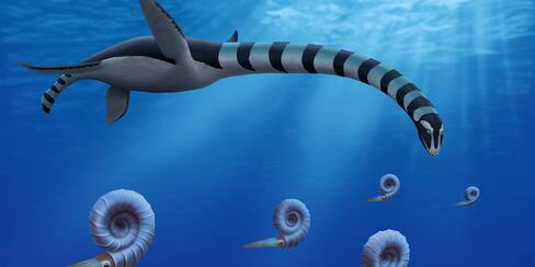 Científicos identifican nueva especie de reptil marino