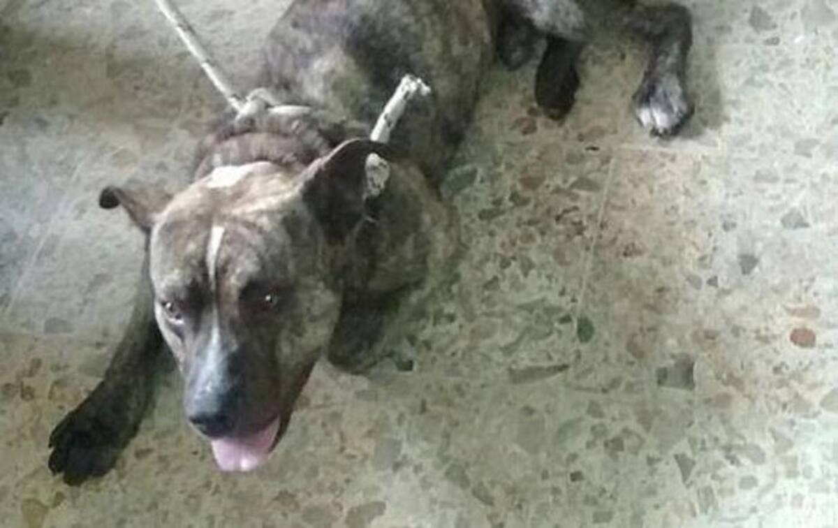 Perro apodado "Suárez" COLPRENSA