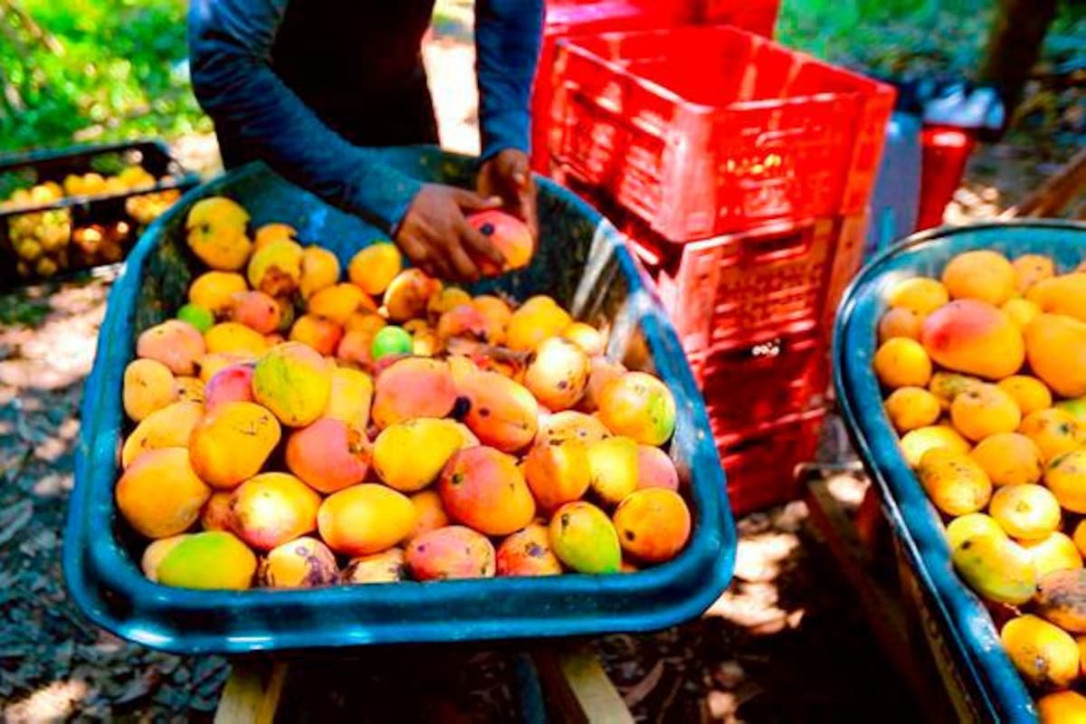 Malagana, el pueblo de Bolívar donde el mango lo es todo